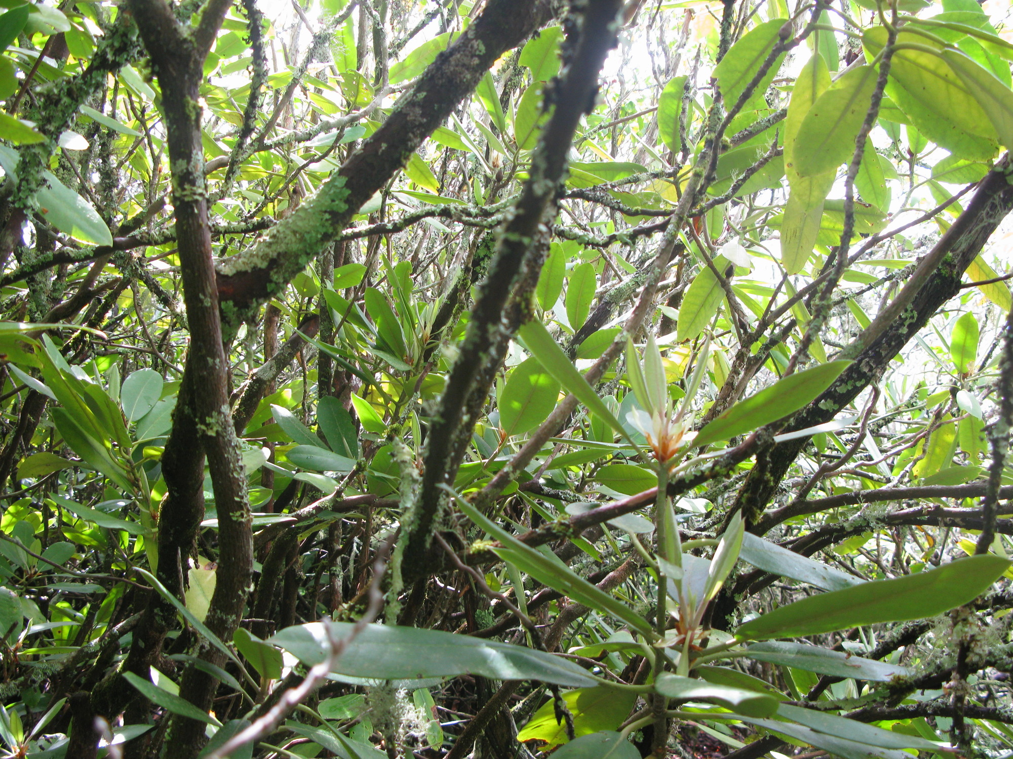 GRSM Accuracy Assessment. Plot Code: GRSM_AA_0174_3