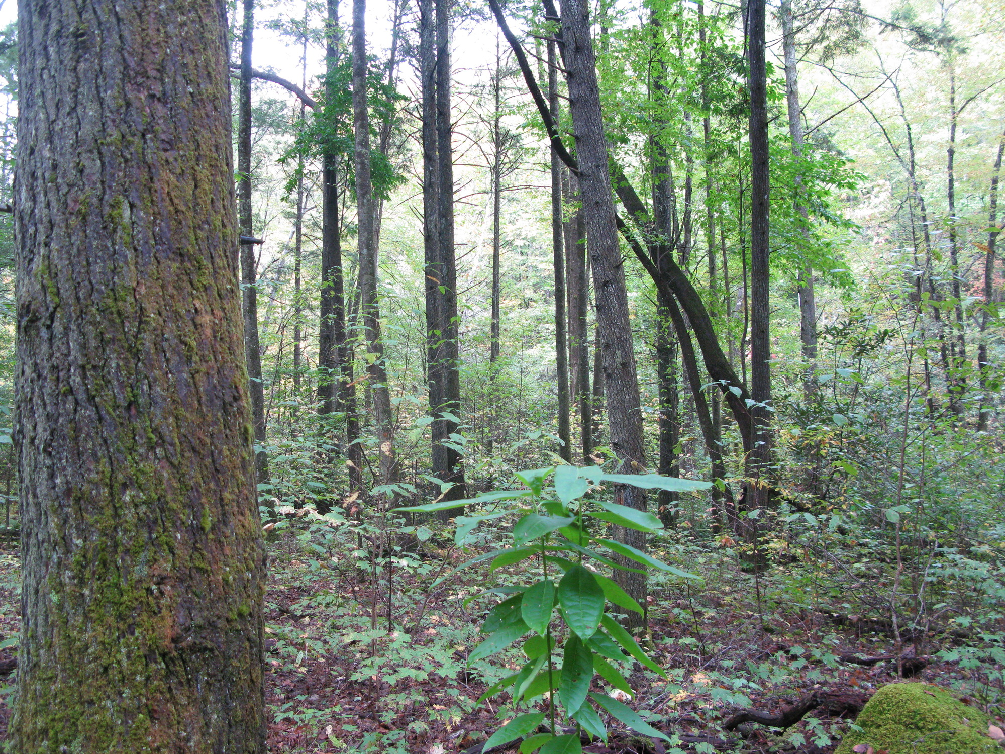 GRSM Accuracy Assessment. Plot Code: GRSM_AA_0243_5