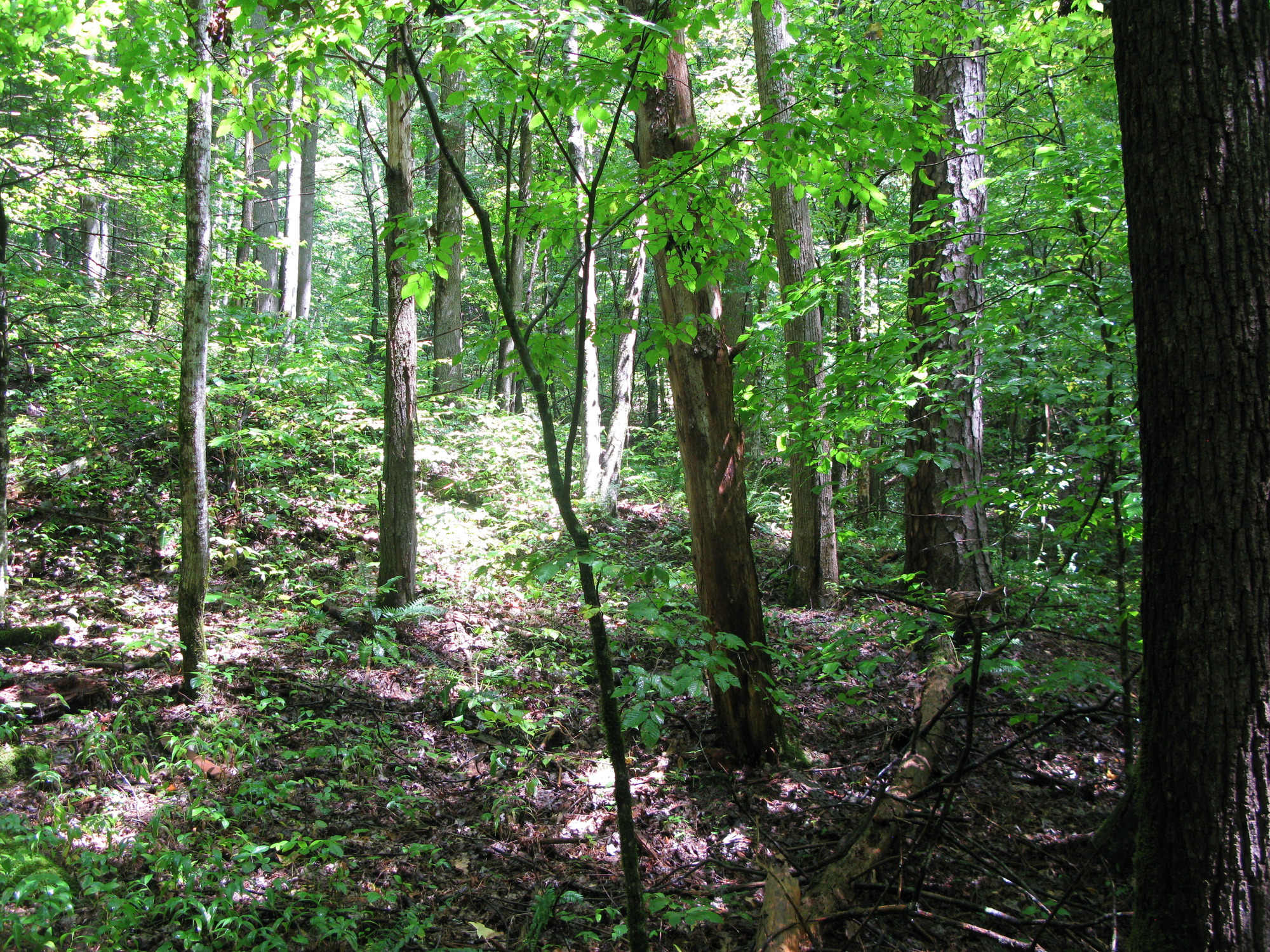 GRSM Accuracy Assessment. Plot Code: GRSM_AA_0748_3