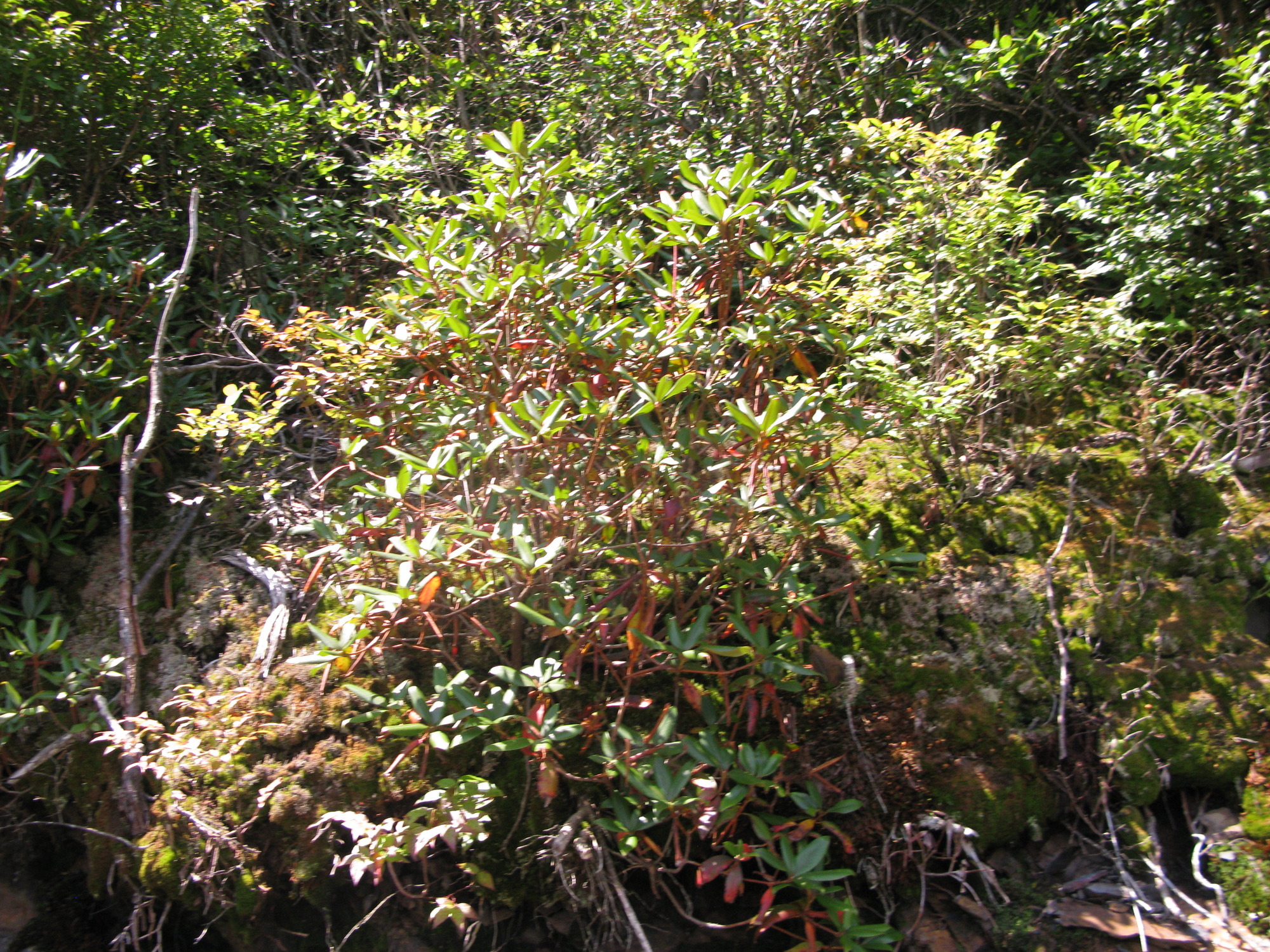 GRSM Accuracy Assessment. Plot Code: GRSM_AA_0116_2