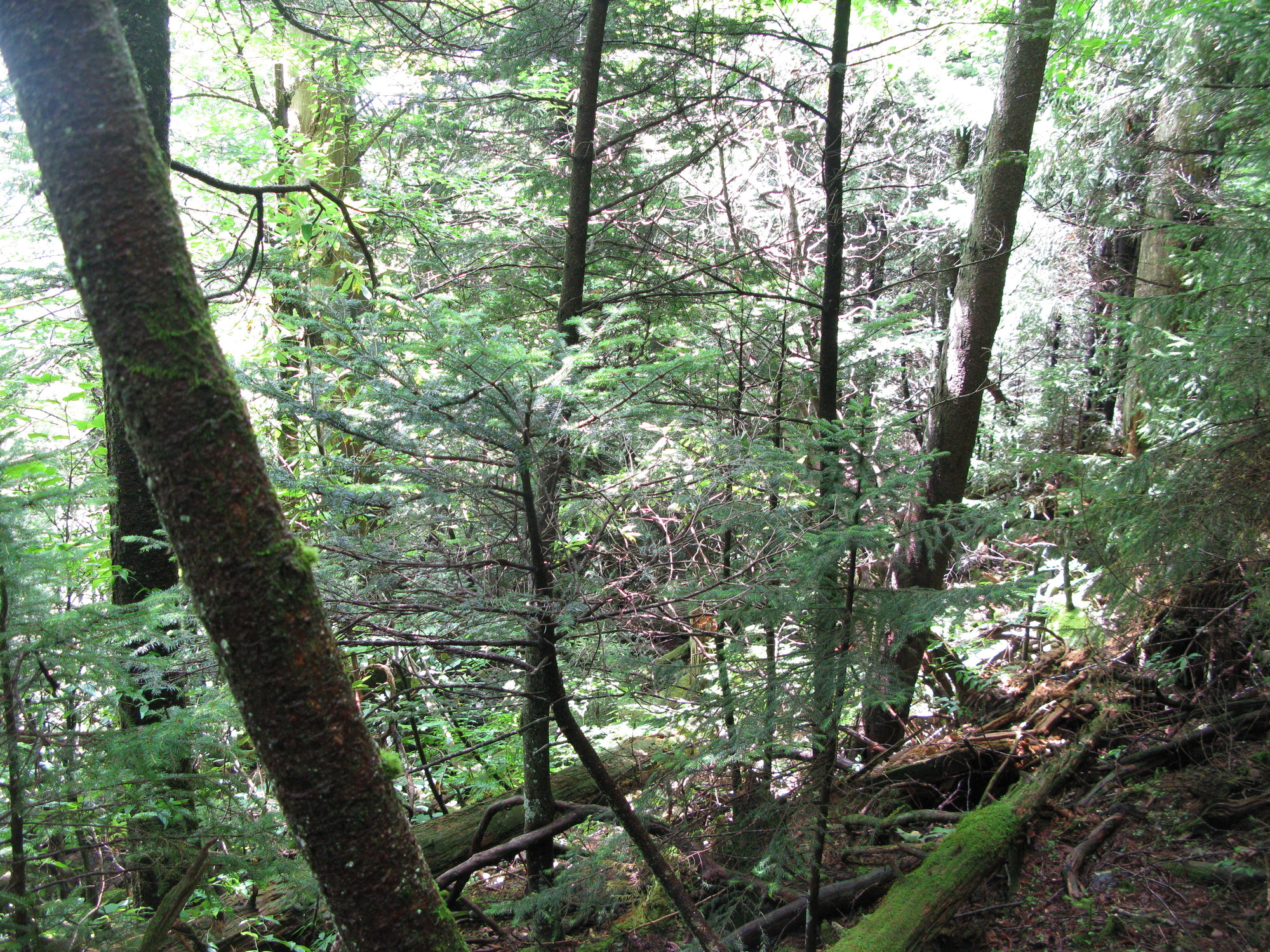 GRSM Accuracy Assessment. Plot Code: GRSM_AA_0035_5