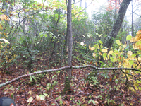 GRSM Accuracy Assessment. Plot Code: GRSM_AA_0238_4