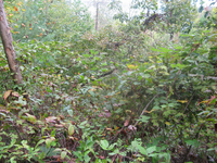 GRSM Accuracy Assessment. Plot Code: GRSM_AA_0680_2