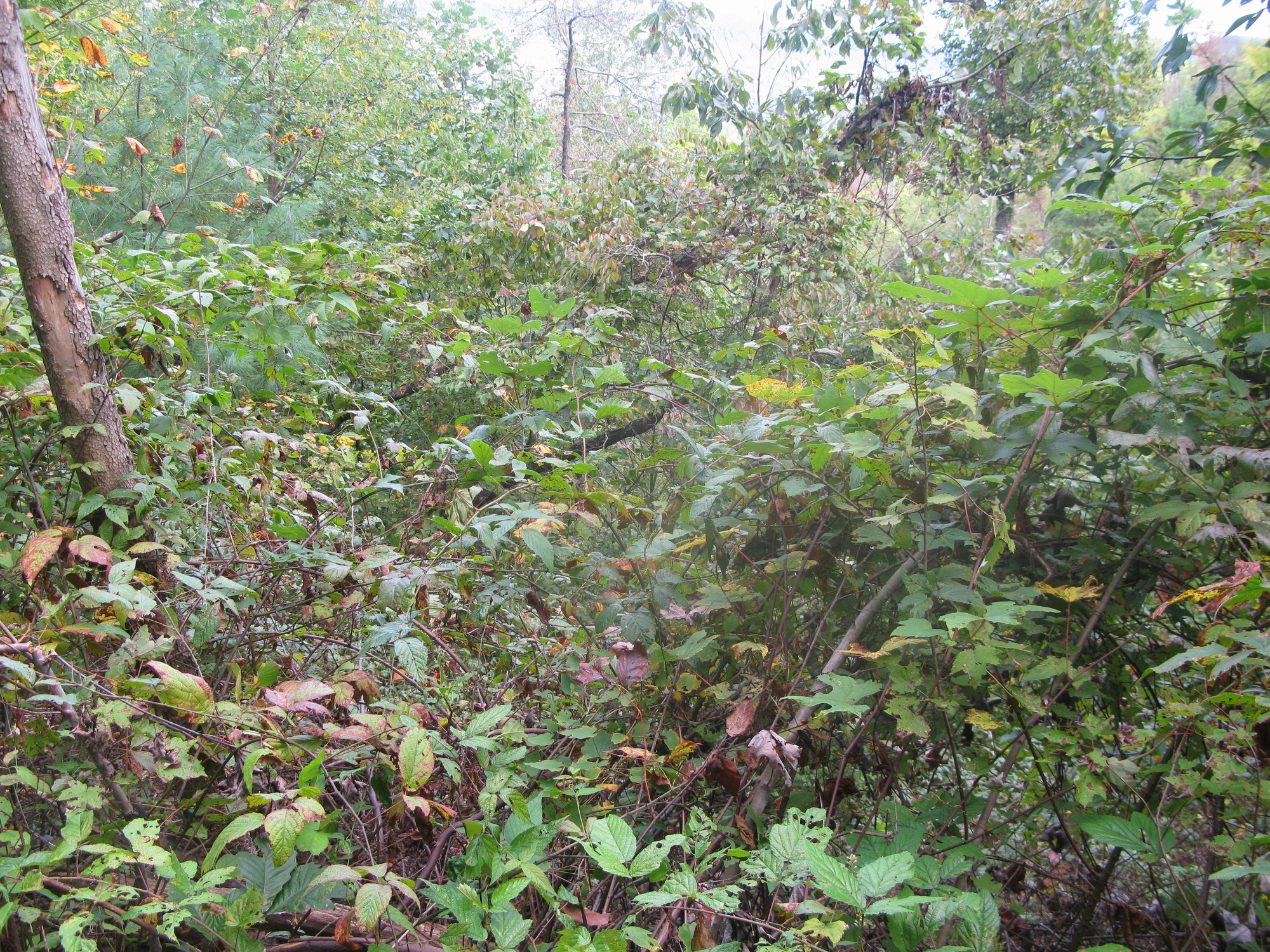 GRSM Accuracy Assessment. Plot Code: GRSM_AA_0680_2