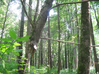 GRSM Accuracy Assessment. Plot Code: GRSM_AA_0652_4