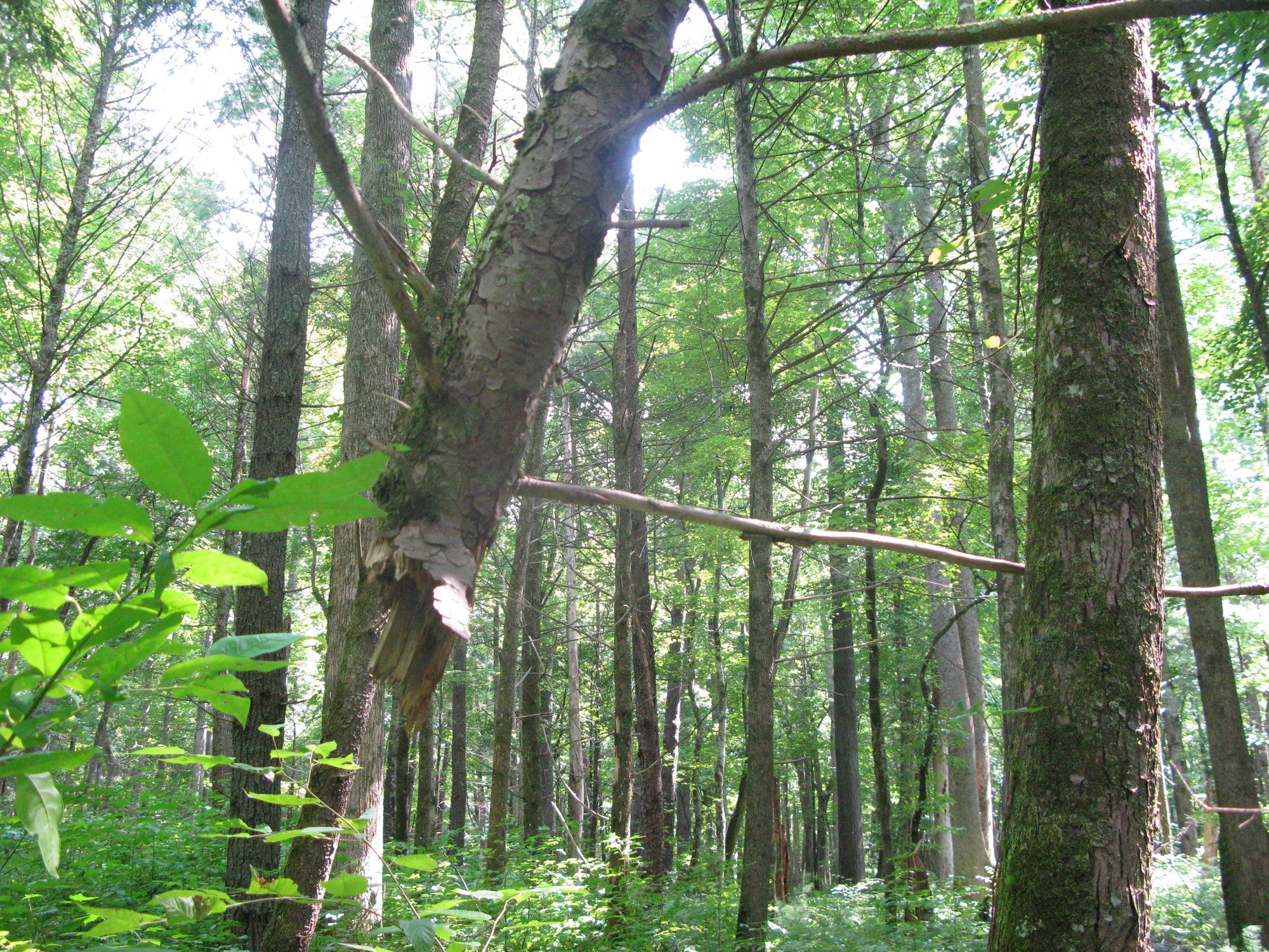 GRSM Accuracy Assessment. Plot Code: GRSM_AA_0652_4