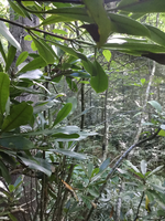 GRSM Accuracy Assessment. Plot Code: GRSM_AA_0278_3