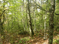 GRSM Accuracy Assessment. Plot Code: GRSM_AA_0146_6