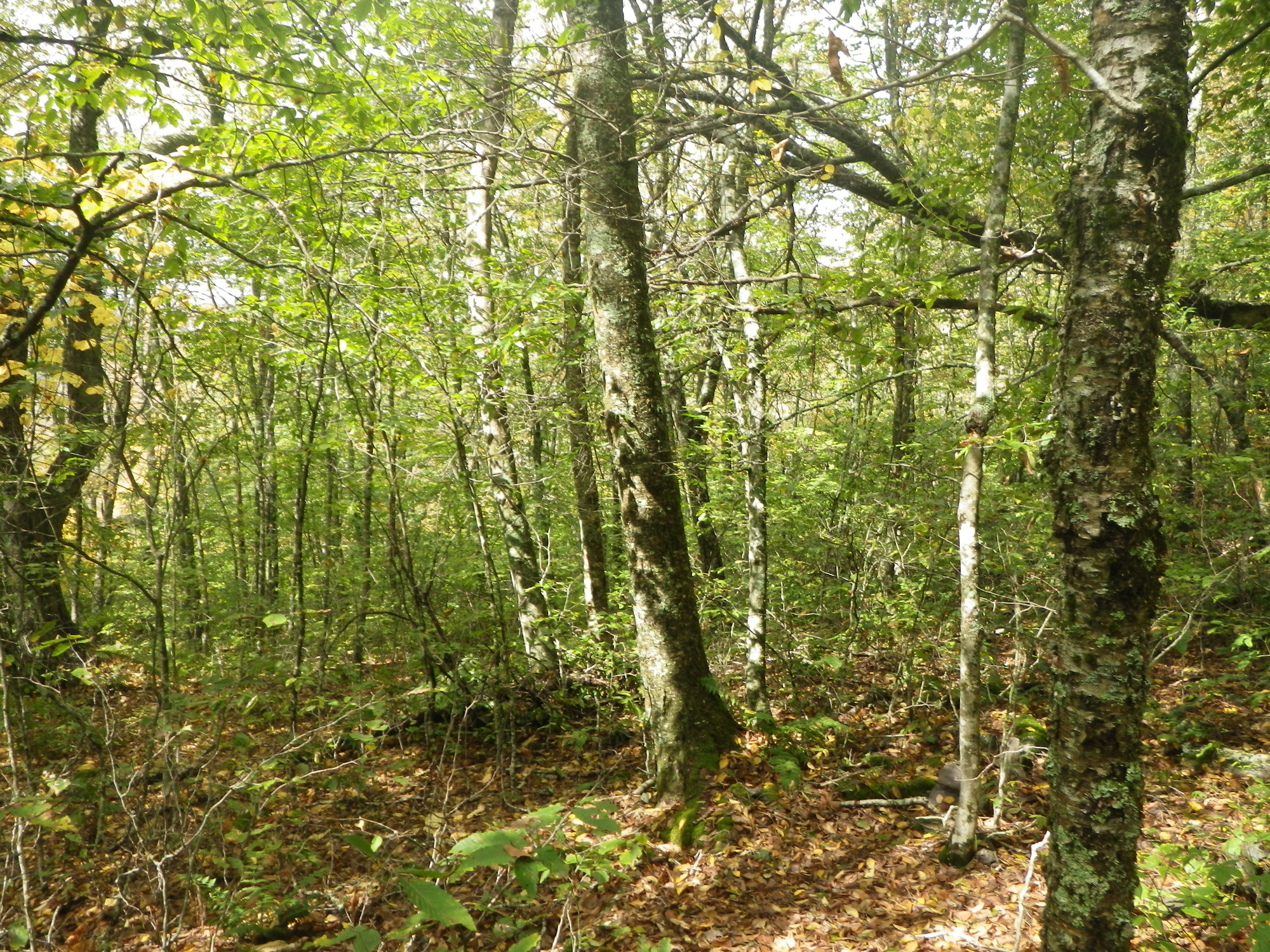 GRSM Accuracy Assessment. Plot Code: GRSM_AA_0146_6