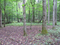 GRSM Accuracy Assessment. Plot Code: GRSM_AA_0350_6