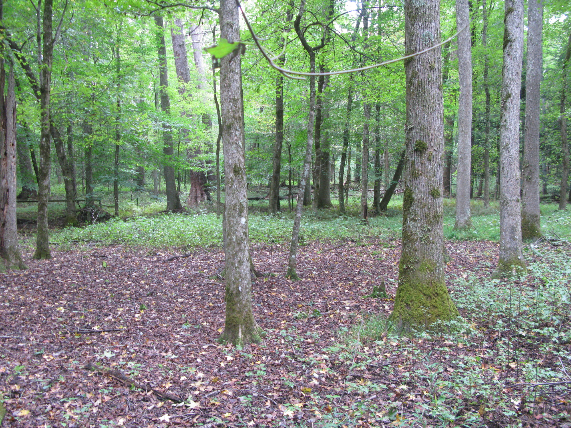 GRSM Accuracy Assessment. Plot Code: GRSM_AA_0350_6