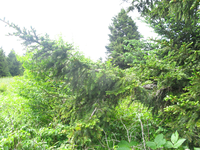 GRSM Accuracy Assessment. Plot Code: GRSM_AA_0628_2