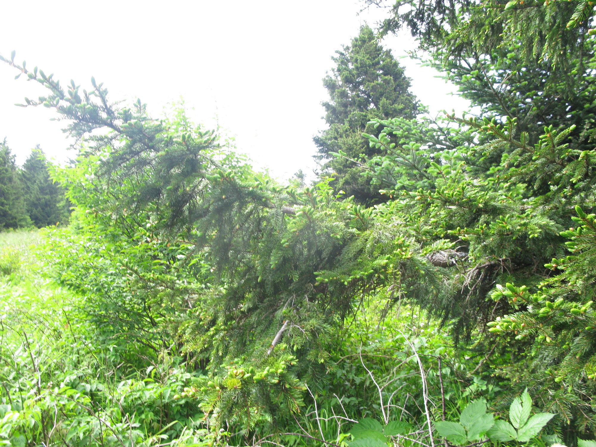 GRSM Accuracy Assessment. Plot Code: GRSM_AA_0628_2