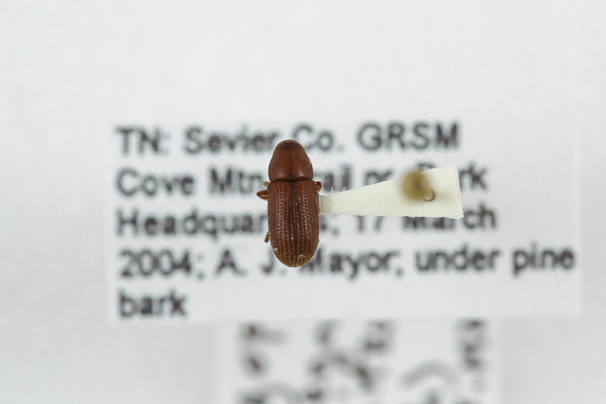 Image of Hylurgops rugipennis, a species of Animalia