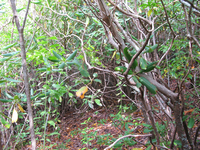 GRSM Accuracy Assessment. Plot Code: GRSM_AA_0981_2