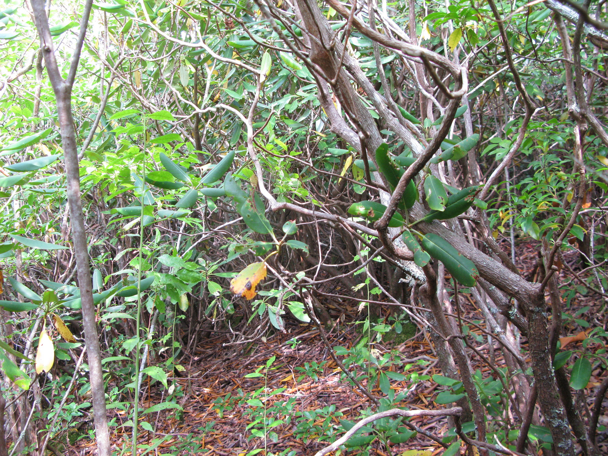 GRSM Accuracy Assessment. Plot Code: GRSM_AA_0981_2