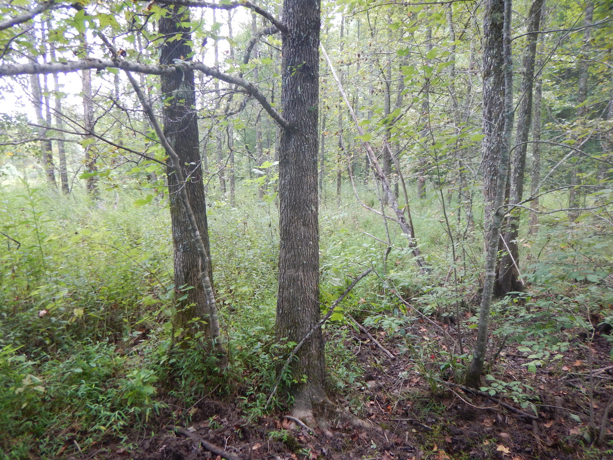 GRSM Accuracy Assessment. Plot Code: GRSM_AA_0703_3