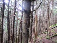 GRSM Accuracy Assessment. Plot Code: GRSM_AA_0009_2