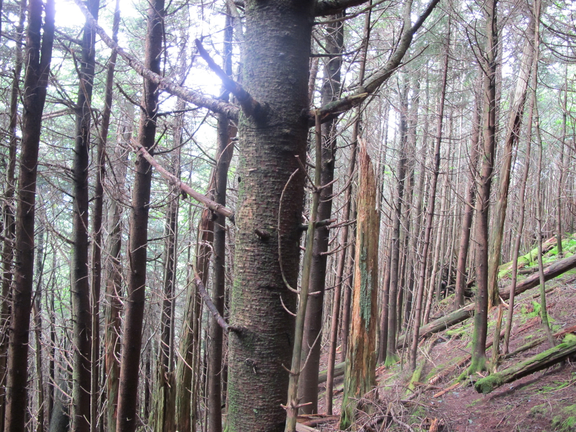 GRSM Accuracy Assessment. Plot Code: GRSM_AA_0009_2