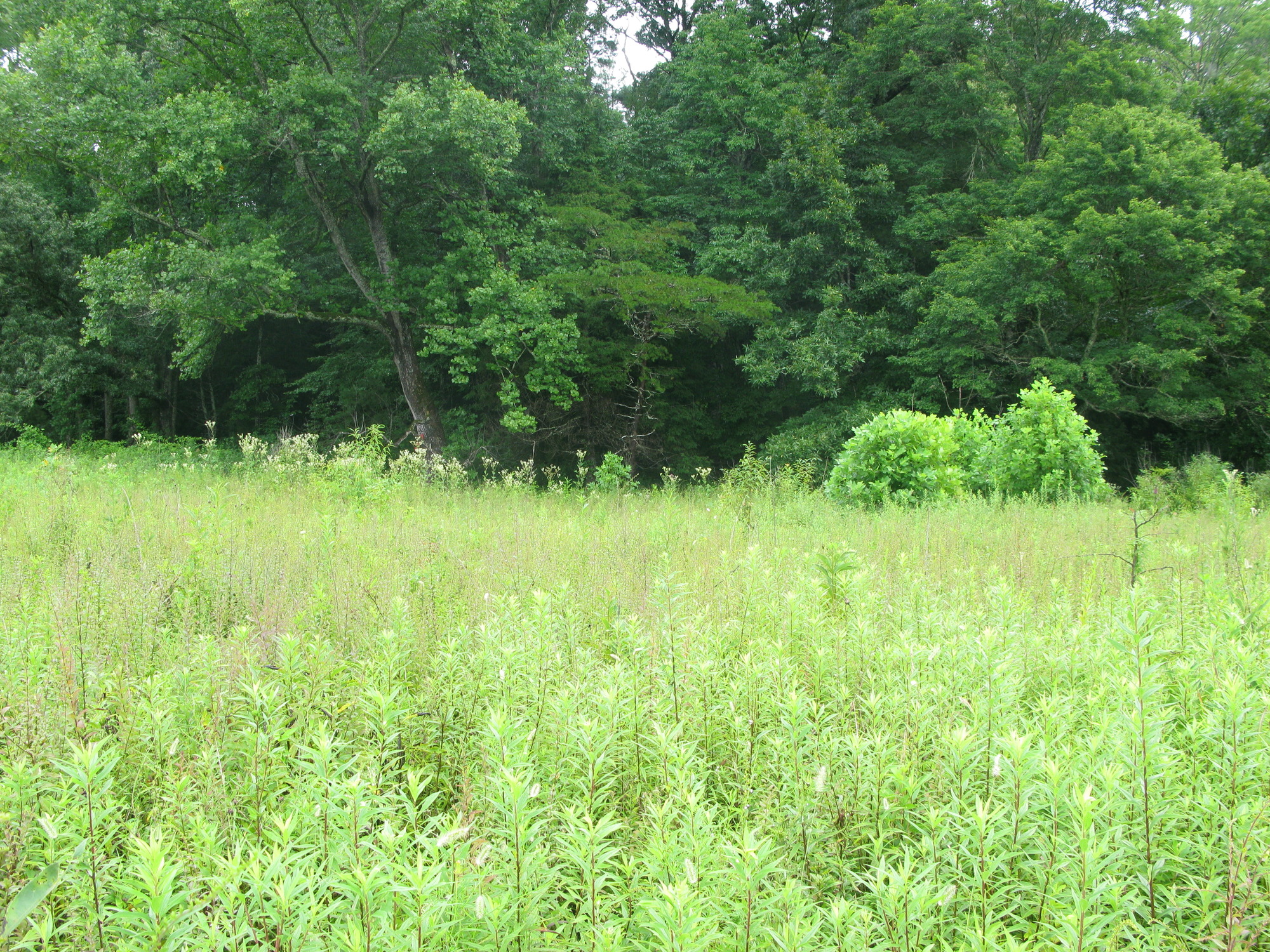 Plot Code: GRSM_AA_0465_2