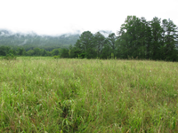 Plot Code: GRSM_AA_0606_4