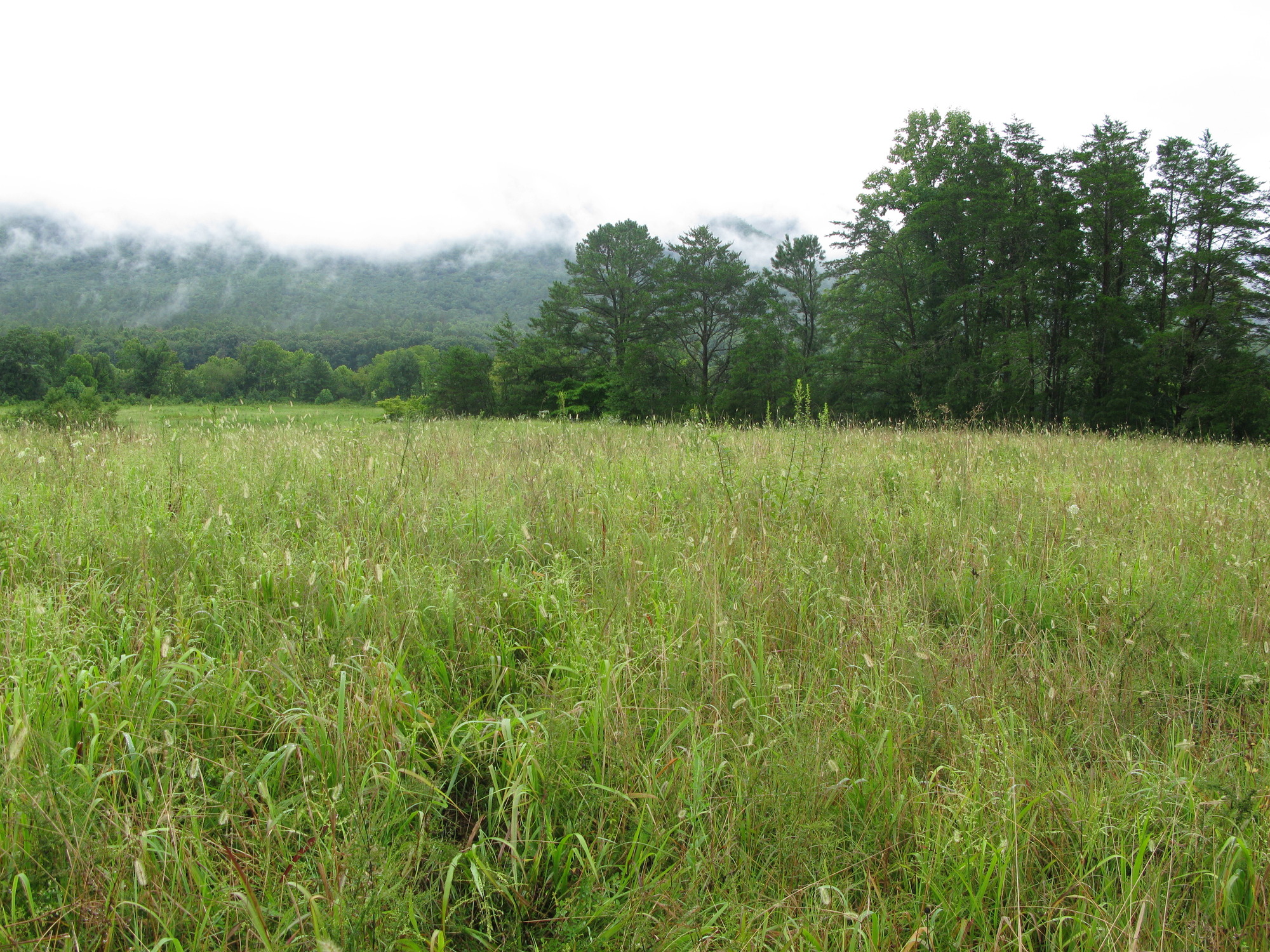 Plot Code: GRSM_AA_0606_4