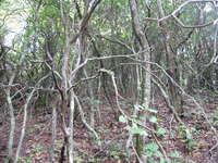 GRSM Accuracy Assessment. Plot Code: GRSM_AA_0268_3