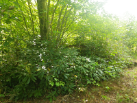 GRSM Accuracy Assessment. Plot Code: GRSM_AA_0535_4