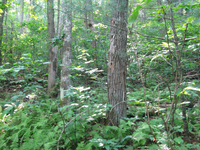 GRSM Accuracy Assessment. Plot Code: GRSM_AA_0042_3