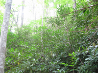 GRSM Accuracy Assessment. Plot Code: GRSM_AA_0422_2