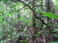 GRSM Accuracy Assessment. Plot Code: GRSM_AA_0656_5