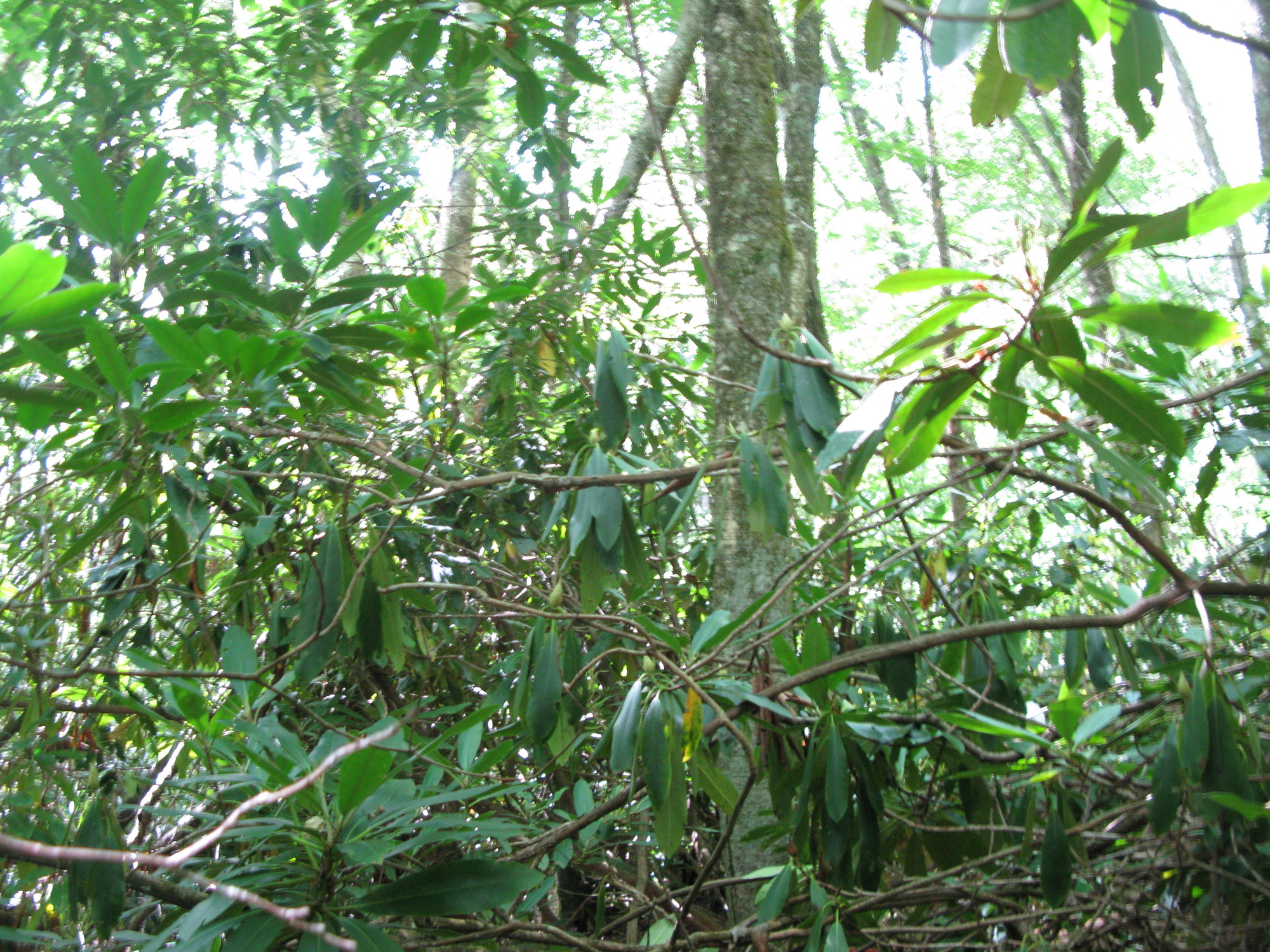 GRSM Accuracy Assessment. Plot Code: GRSM_AA_0197_4