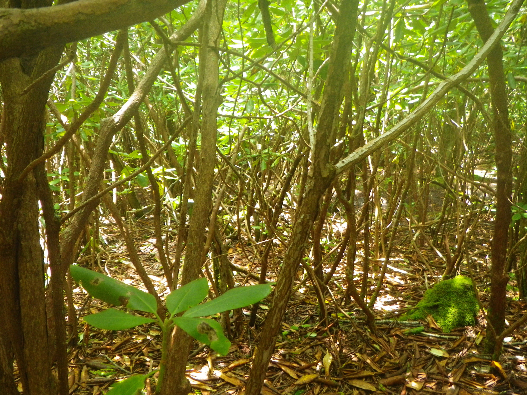 Plot Code: GRSM_AA_0396_4