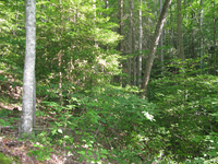 GRSM Accuracy Assessment. Plot Code: GRSM_AA_0056_2