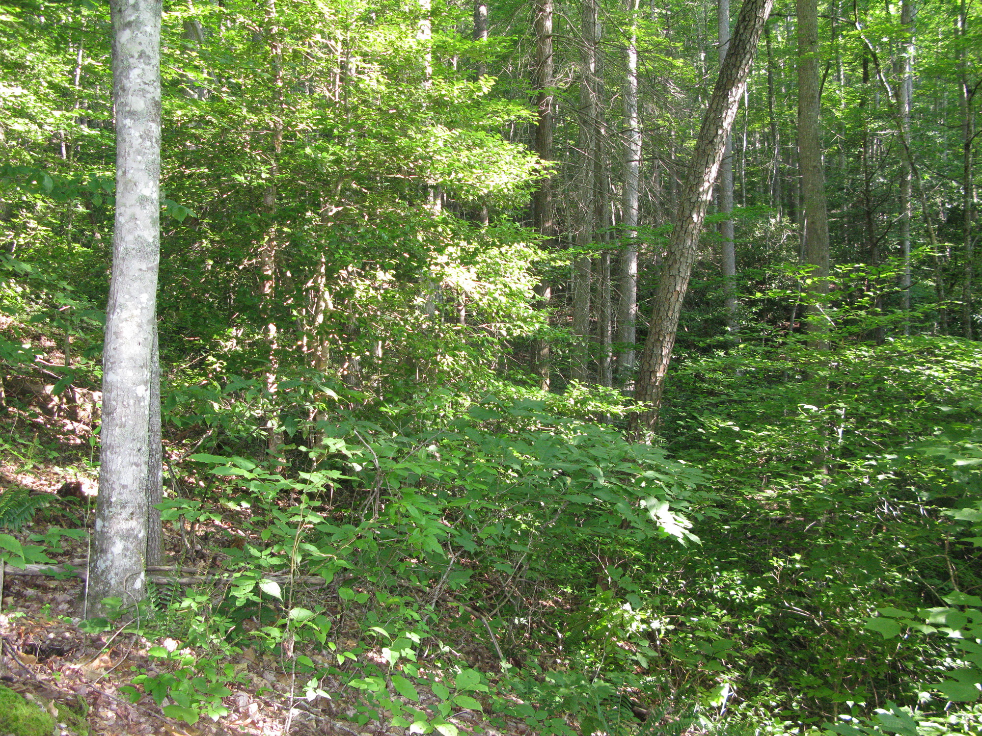 GRSM Accuracy Assessment. Plot Code: GRSM_AA_0056_2