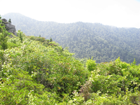 GRSM Accuracy Assessment. Plot Code: GRSM_AA_0584_4