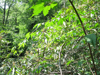 GRSM Accuracy Assessment. Plot Code: GRSM_AA_0796_2