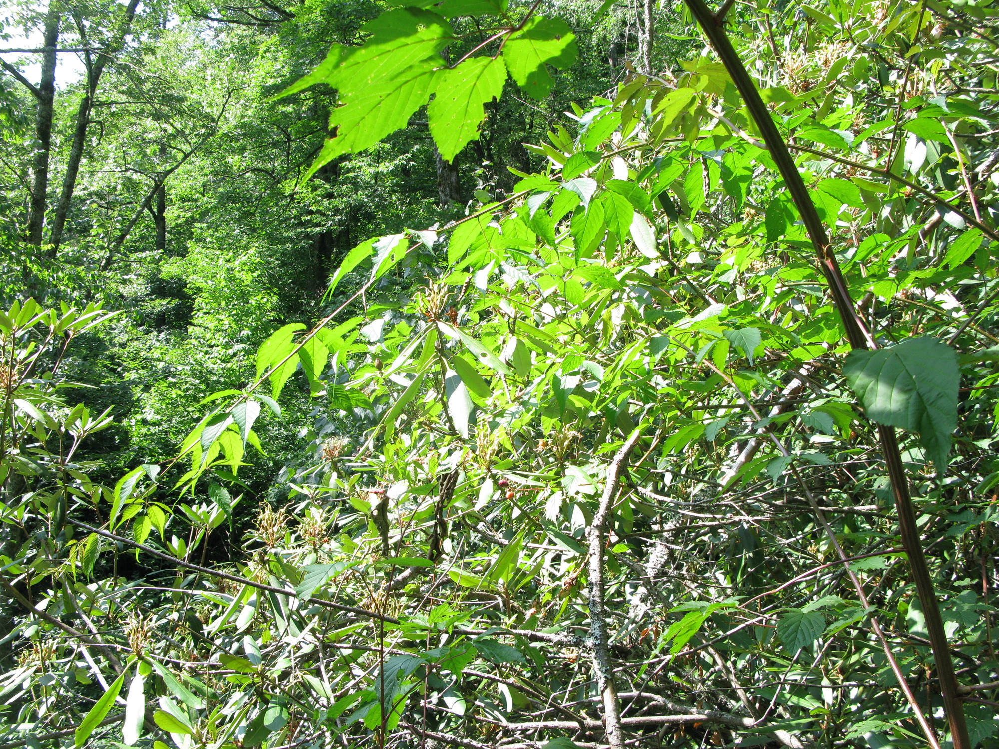 GRSM Accuracy Assessment. Plot Code: GRSM_AA_0796_2