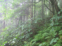 GRSM Accuracy Assessment. Plot Code: GRSM_AA_0360_3