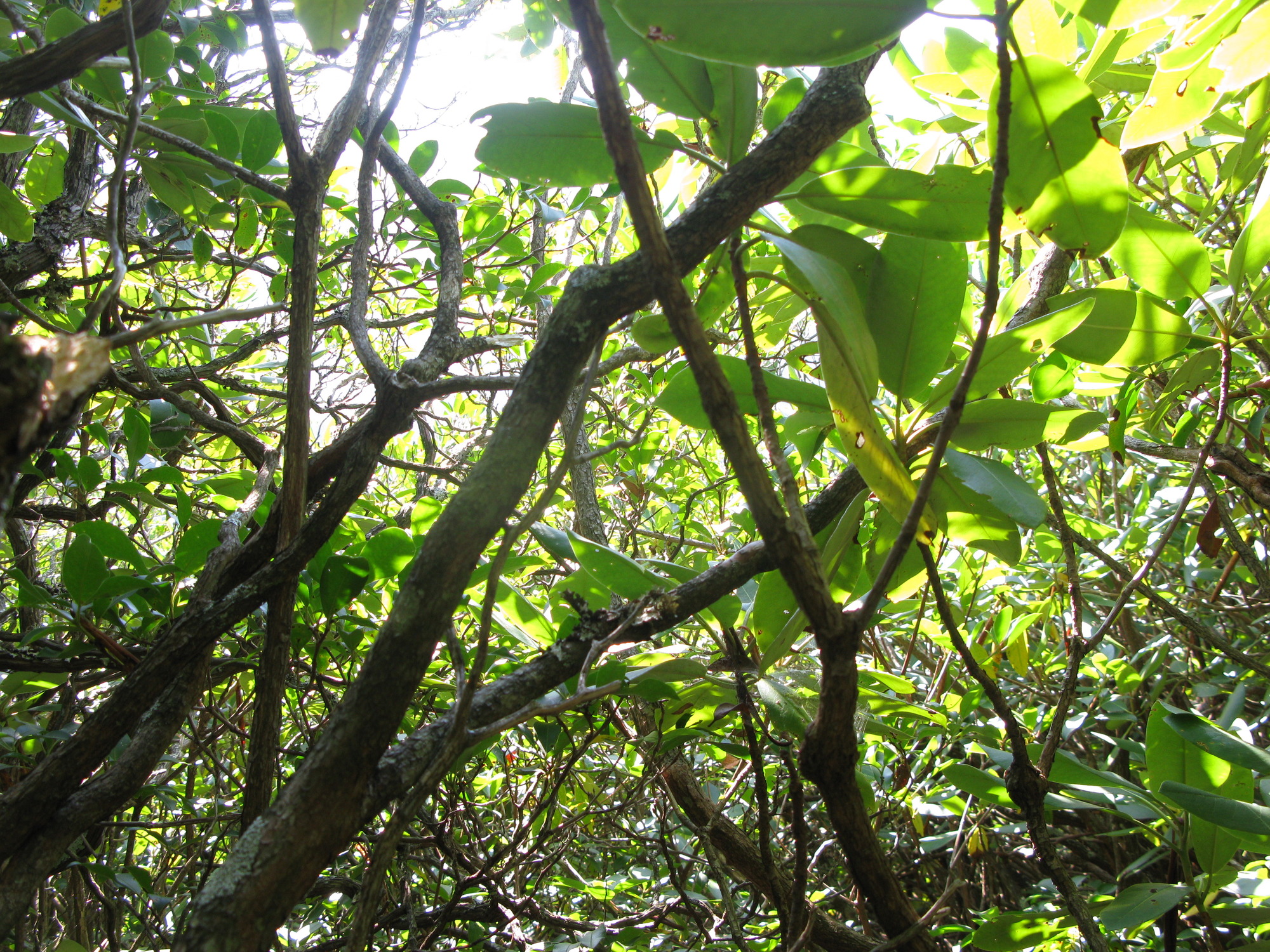 GRSM Accuracy Assessment. Plot Code: GRSM_AA_0859_6