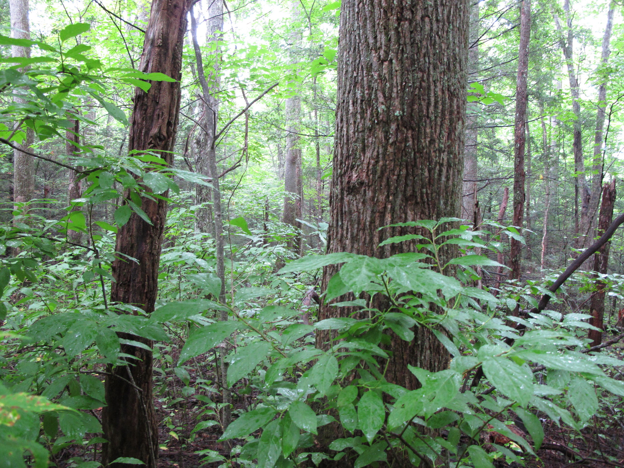 GRSM Accuracy Assessment. Plot Code: GRSM_AA_0612_2