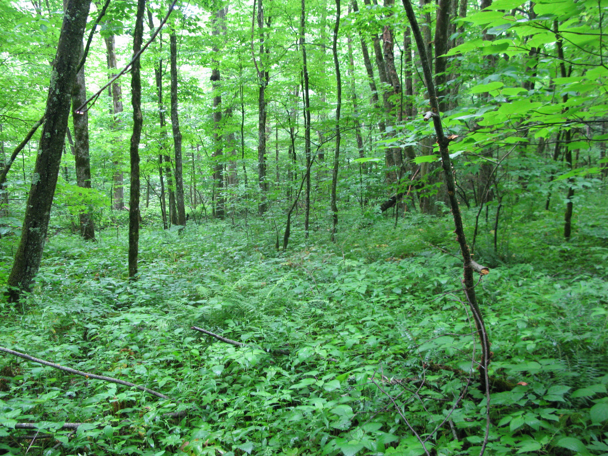 GRSM Accuracy Assessment. Plot Code: GRSM_AA_0907_3