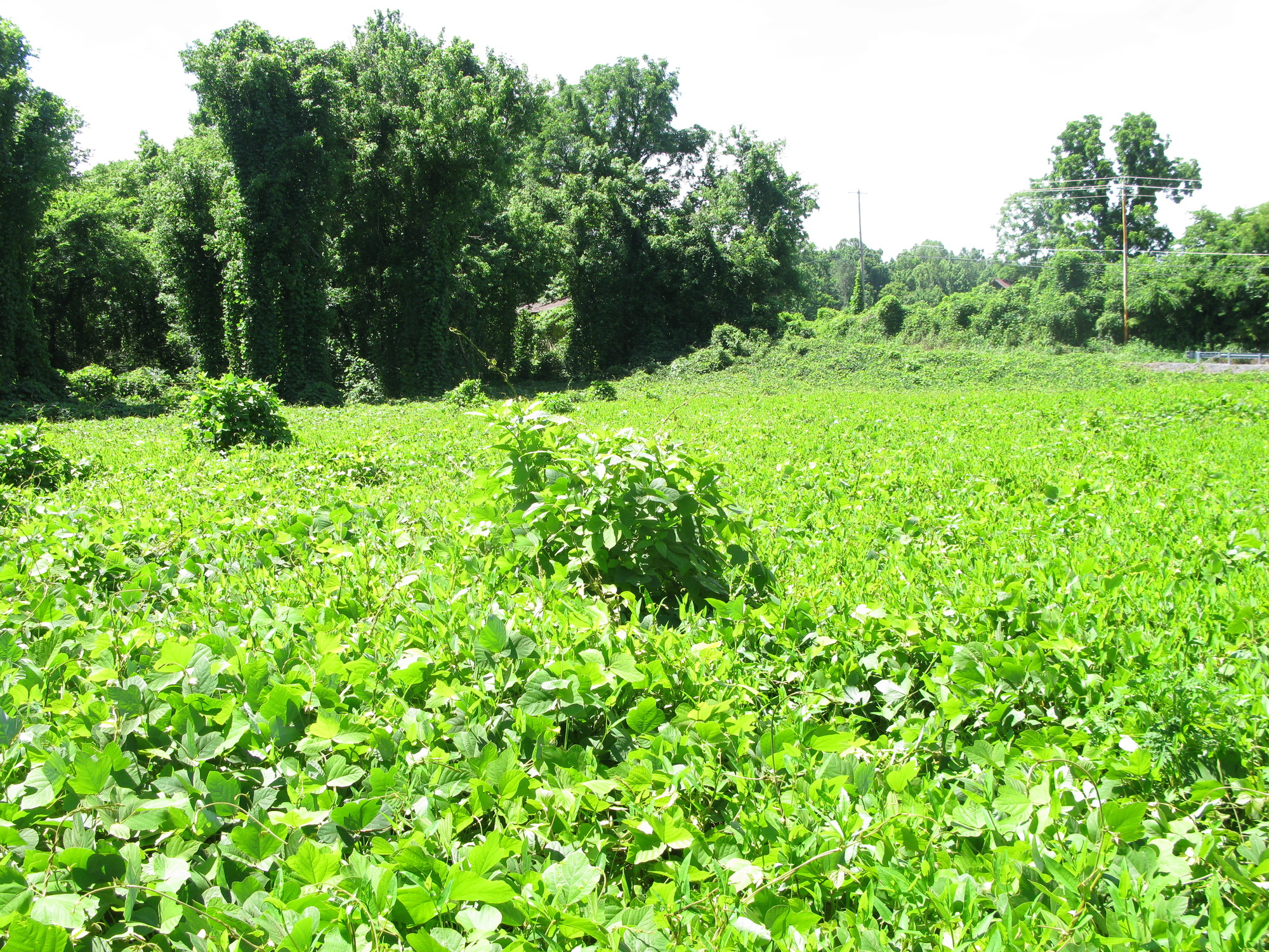 GRSM Accuracy Assessment. Plot Code: GRSM_AA_0918_6