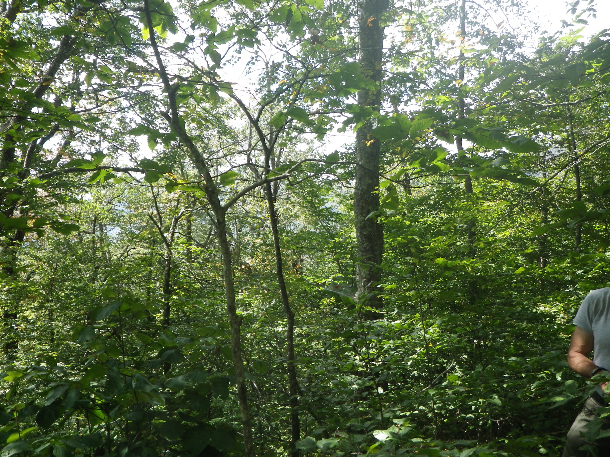 GRSM Accuracy Assessment. Plot Code: GRSM_AA_0020_5