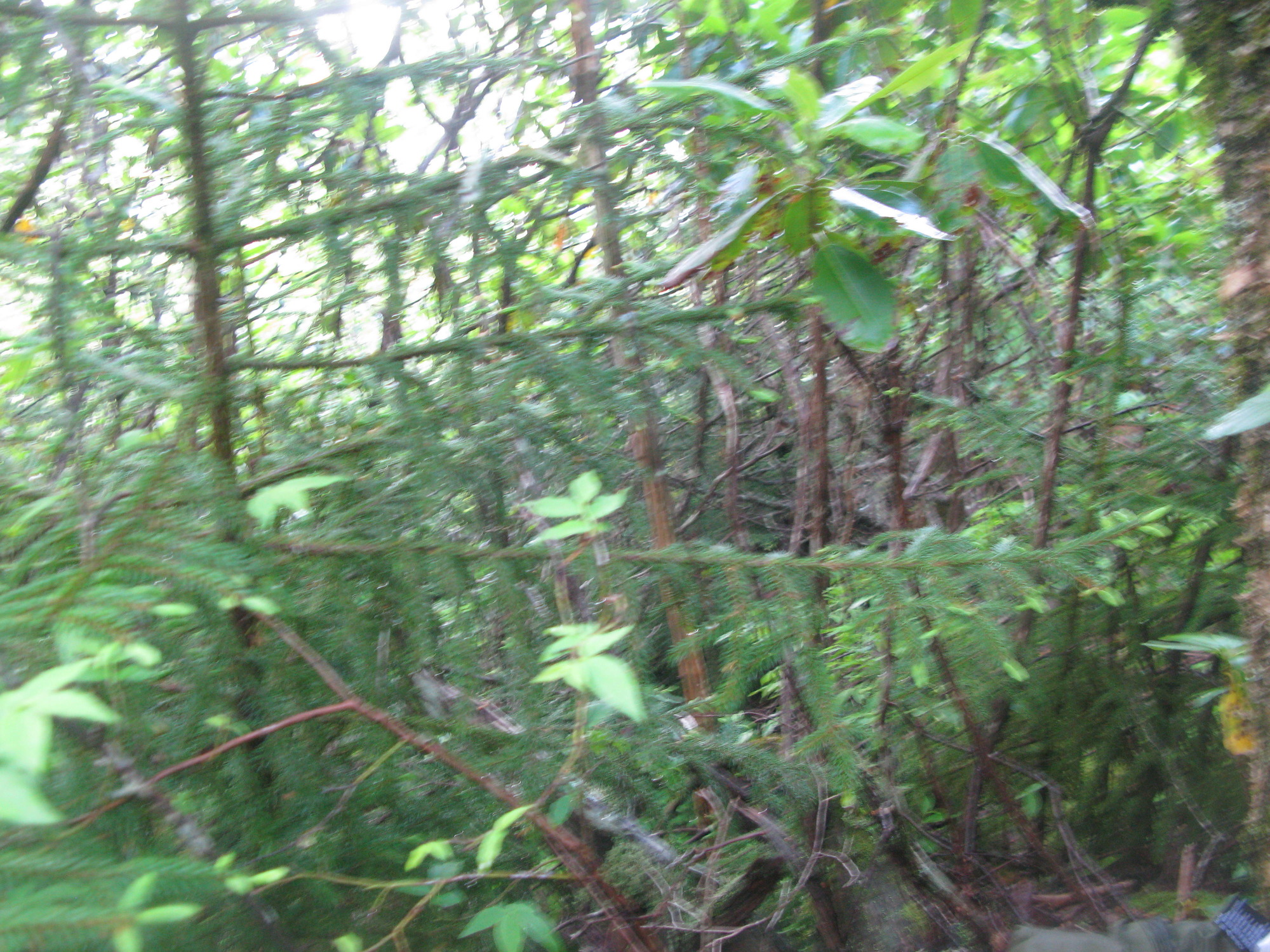 GRSM Accuracy Assessment. Plot Code: GRSM_AA_0678_5