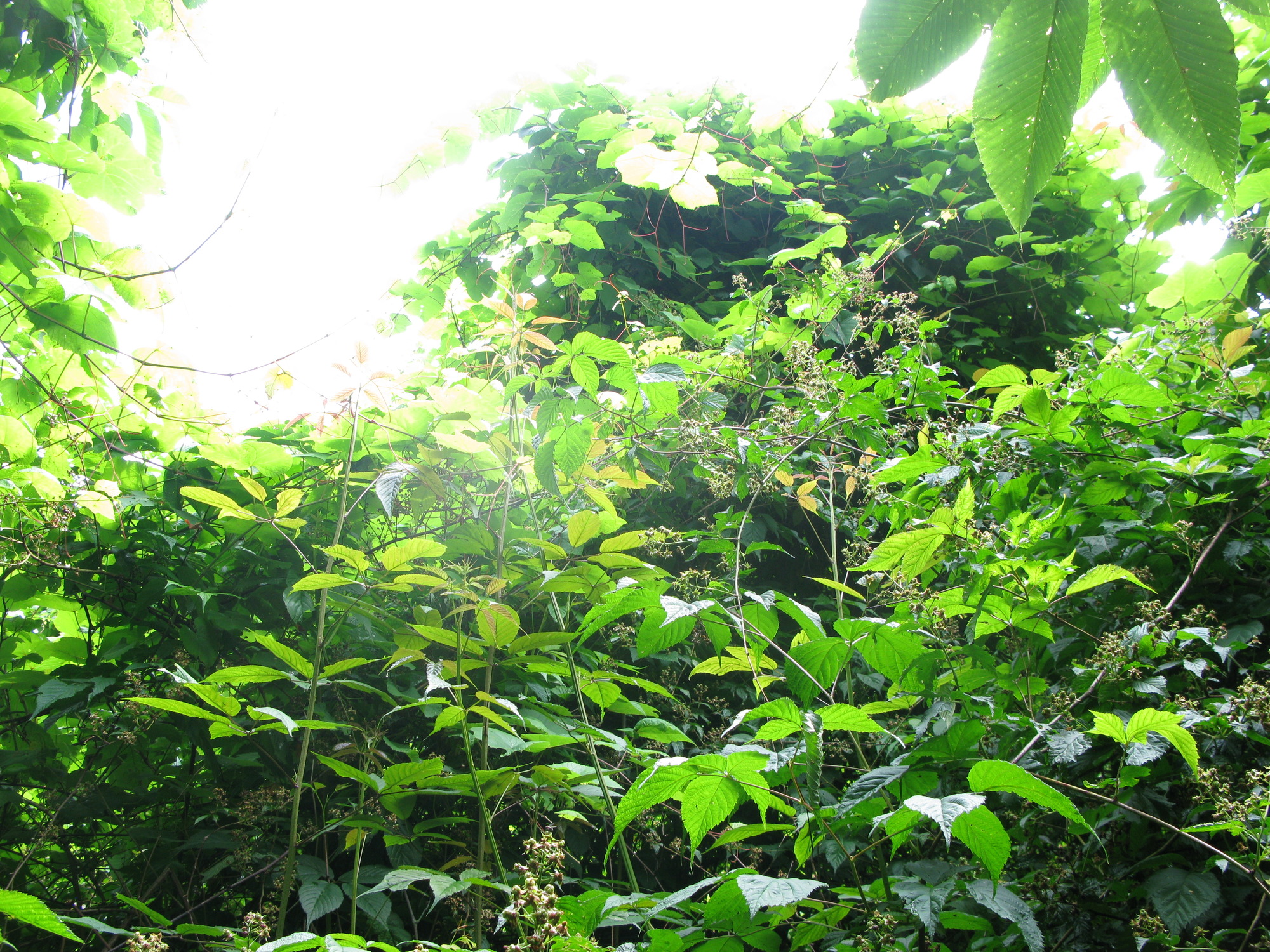 GRSM Accuracy Assessment. Plot Code: GRSM_AA_0754_4