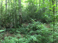 Plot Code: GRSM_AA_0654_3