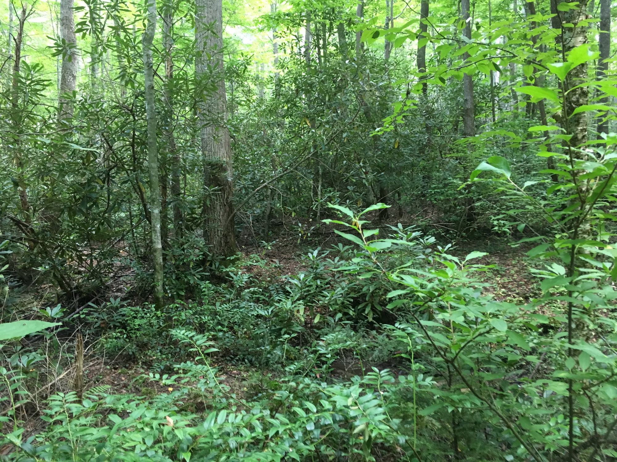 Plot Code: GRSM_AA_0654_3