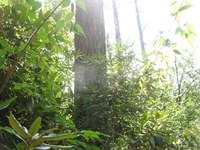 GRSM Accuracy Assessment. Plot Code: GRSM_AA_0796_5