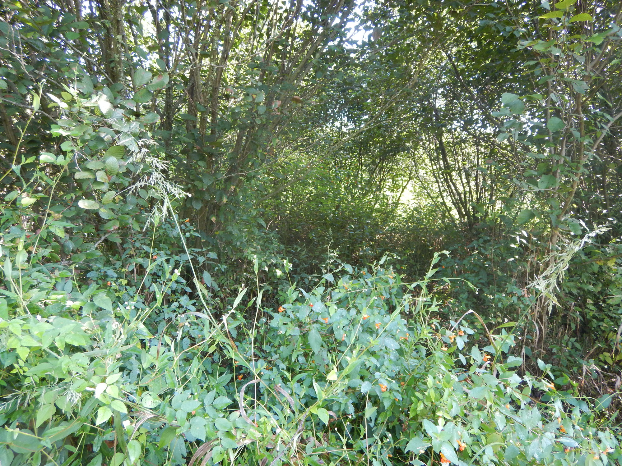 GRSM Accuracy Assessment. Plot Code: GRSM_AA_0463_2